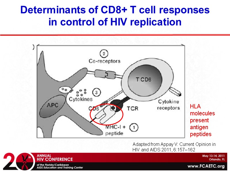 Determinants of CD8+ T cell responses in control of HIV replication HLA molecules present